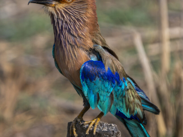 Indian Roller, Pench Tiger Reserve, Nagpur, India