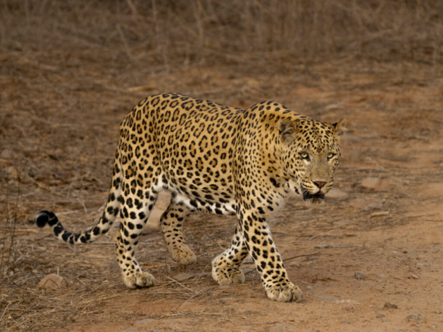 Thirsty leopard on way to water hole, Jhalana Leopard Reserve, Jaipur, India