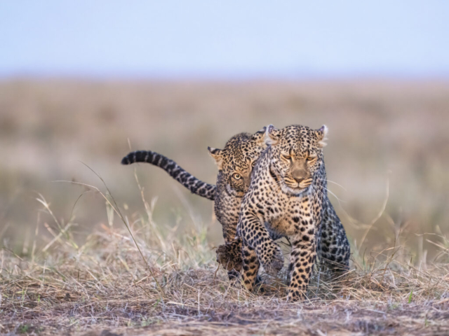 Playful leopard son with his mother, Masai Mara, Kenya