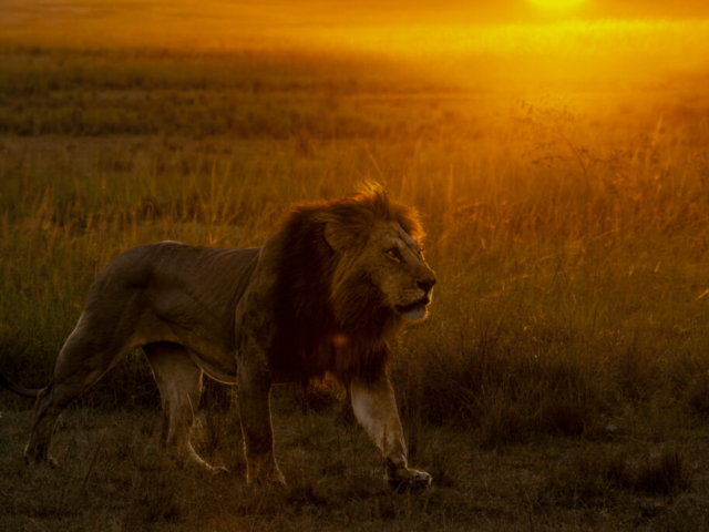 Lion male walking into the sun (sunrise), Masai Mara, Kenya