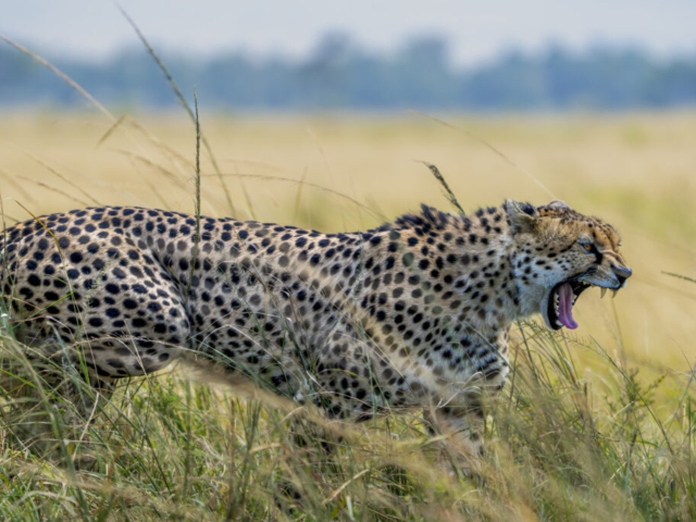 Yawning cheetah after a nap, Masai Mara, Kenya