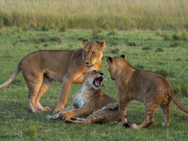Joyful lion family, Masai Mara, Kenya