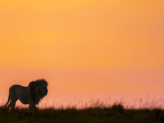 Sunrise very soon, Lion King Olepolos (born April 2015) walking around into the sunrise moment, Masai Maira, Kenya