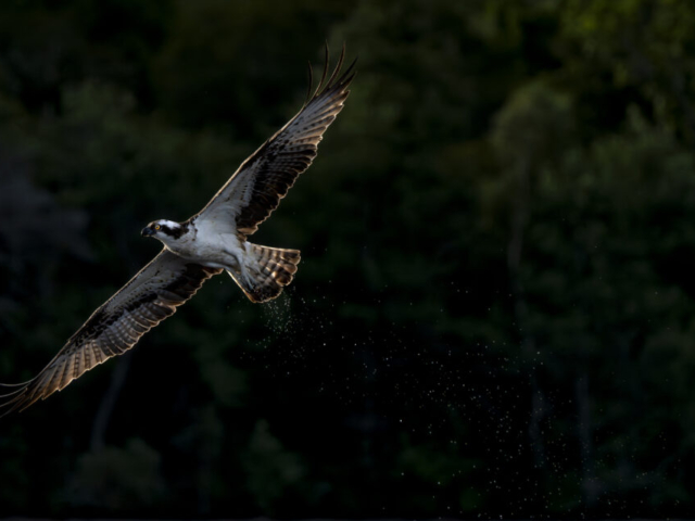 Osprey in sunrise, Lake Mälaren near Torshälla, Södermanland, Sweden