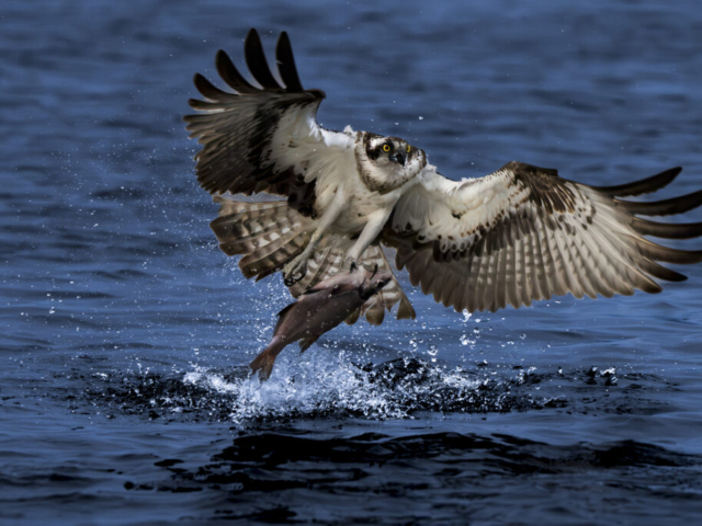 Osprey in sunrise, Lake Mälaren near Torshälla, Södermanland, Sweden