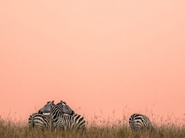 Zebra in sunset, minutes after the sun just went down at horizon, Masai Mara, Kenya