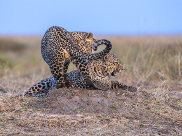 Joyful playtime, mother Luluka (born Aug 2015) and son Olomunyak (born March 2024), Masai Mara, Narok, Kenya