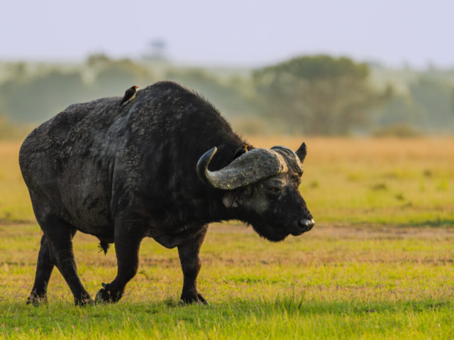 One dark Cape Buffalo and two colorful Oxpeckers, Masai Mara National Reserve, Kenya