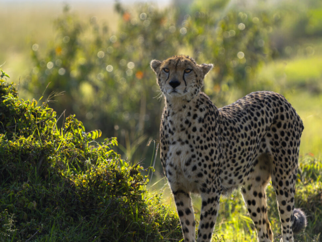 Cheetah Neema in afternoon sunshine, Masai Mara National Reserve, Kenya