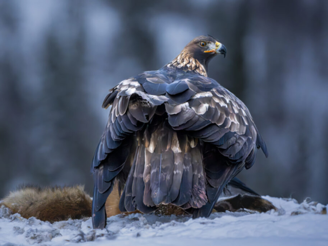 Golden eagle with red fox, Lauvsnes, Flatanger, Norway