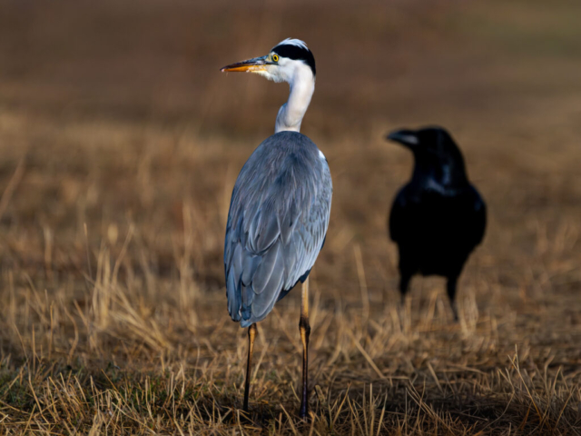 Friends in contrast, grey Heron and black Raven, Talavera de la Reina, La Mancha, Spain
