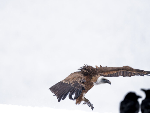 "What are you two talking about in the corner?" - A curious griffon vulture flying towards his small raven friends, Southeast Rhodope Mountain, Momchilgrad, Bulgaria