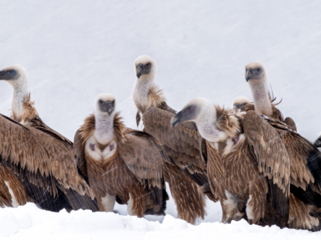 Together Stronger, a group of griffon vutures stand against the blizzard, Southeast Rhodope Mountain, Momchilgrad, Bulgaria