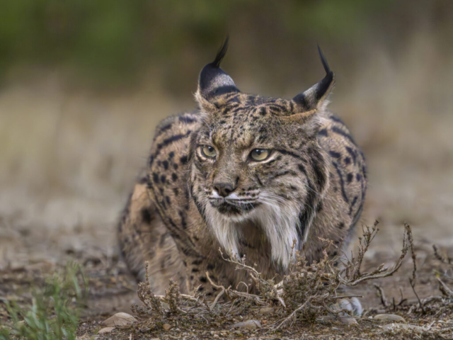 Iberian Lynx Lava (female, born 2004), Talavera de la Reina, La Mancha, Spain