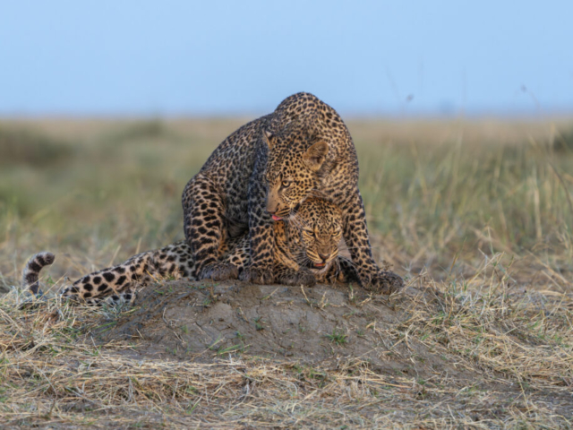 Loving playtime between leopard mother Luluka (under, born Aug 2015) and son Olomunyak (over, born March 2024), Masai Mara National Reserve, Kenya