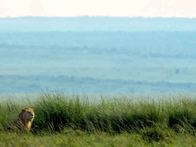 Lion (Kidongoe?) in sunshine, Masia Mara National Reserve, Kenya