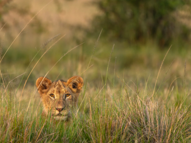 Thinking Lioness behind the grass, Masai Mara National Reserve, Kenya