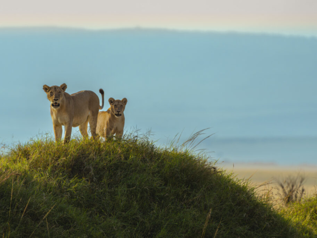 Couple of Lioness in sunrise, Masai Mara National Reserve, Kenya
