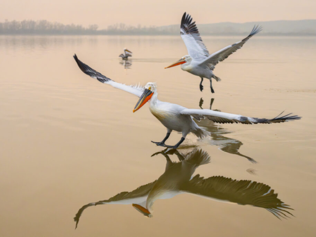 Dalmatian Pelican dancing in refelction, Kerkini Lake, Lithotopos, North Greece