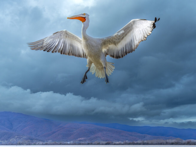 A "stand still in the air" Dalmatian Pelican, Kerkini Lake, Lithotopos, North Greece