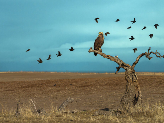 Spanish Imperial Eagle and Magpies, Talavera de la Reina, La Mancha, Spain