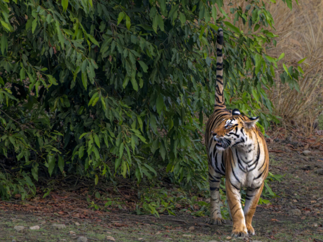 Bengal Tiger, Pench Tiger Reserve, Seoni, India